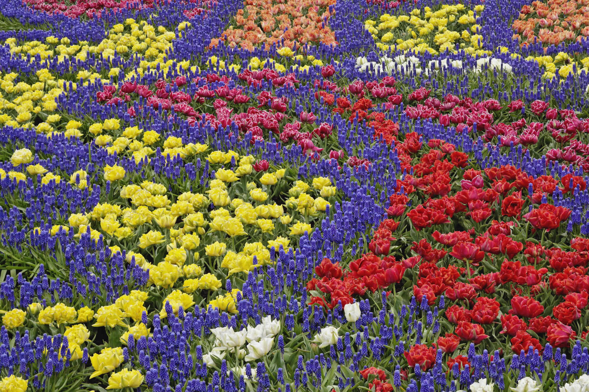 Campo de flores, Naturaleza, Fondos12.com