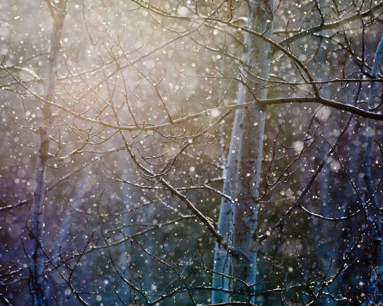 Nevando sobre árboles