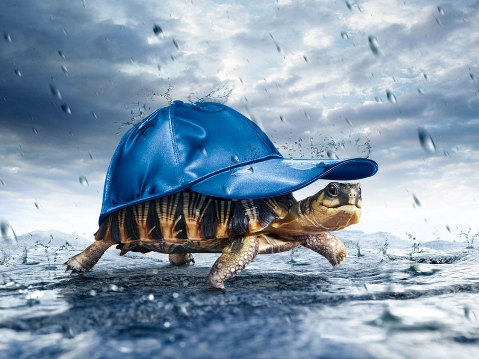 Tortuga bajo la lluvia