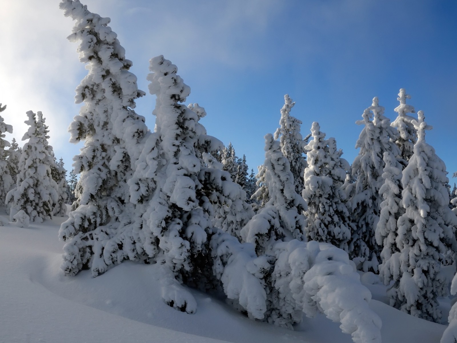 Arboles de  nieve