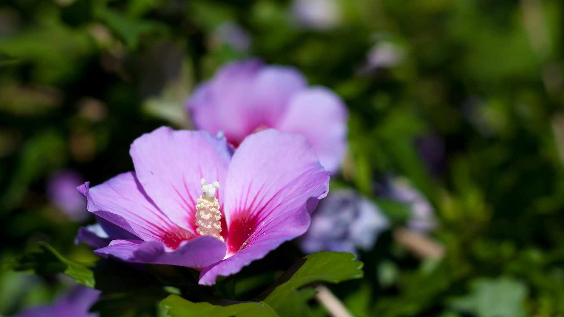 Flor morada