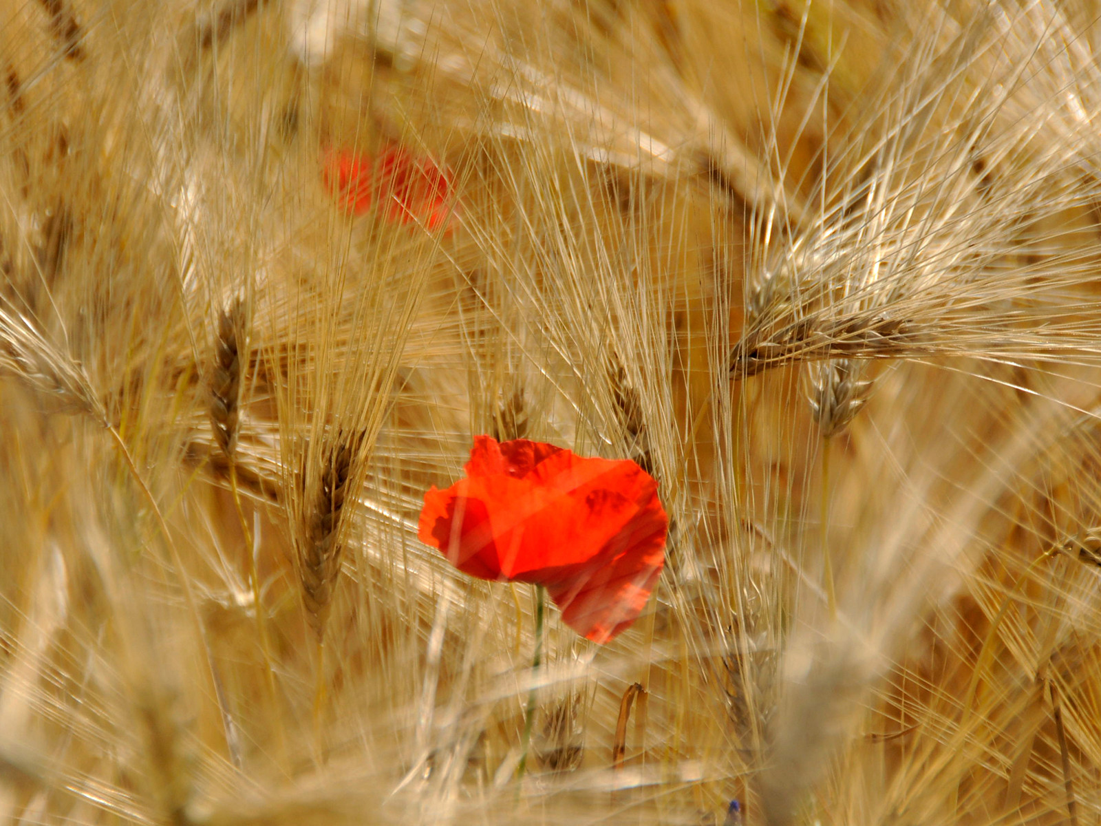 Flores en el trigo