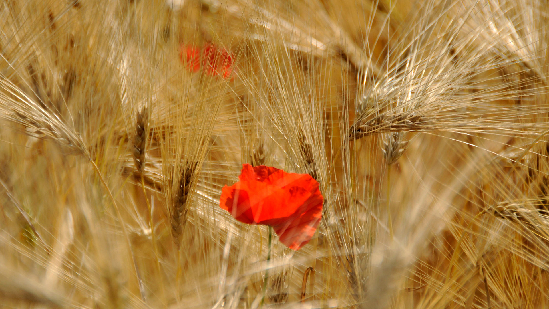 Flores en el trigo