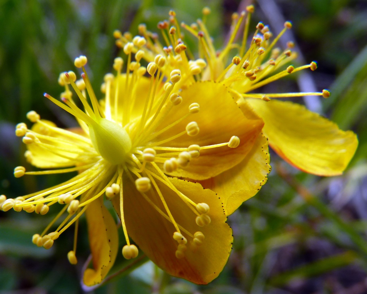 Flores Amarillas