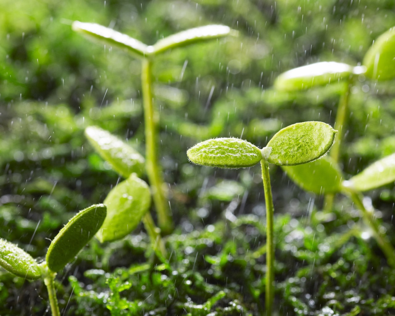 Lluvia sobre los retoños