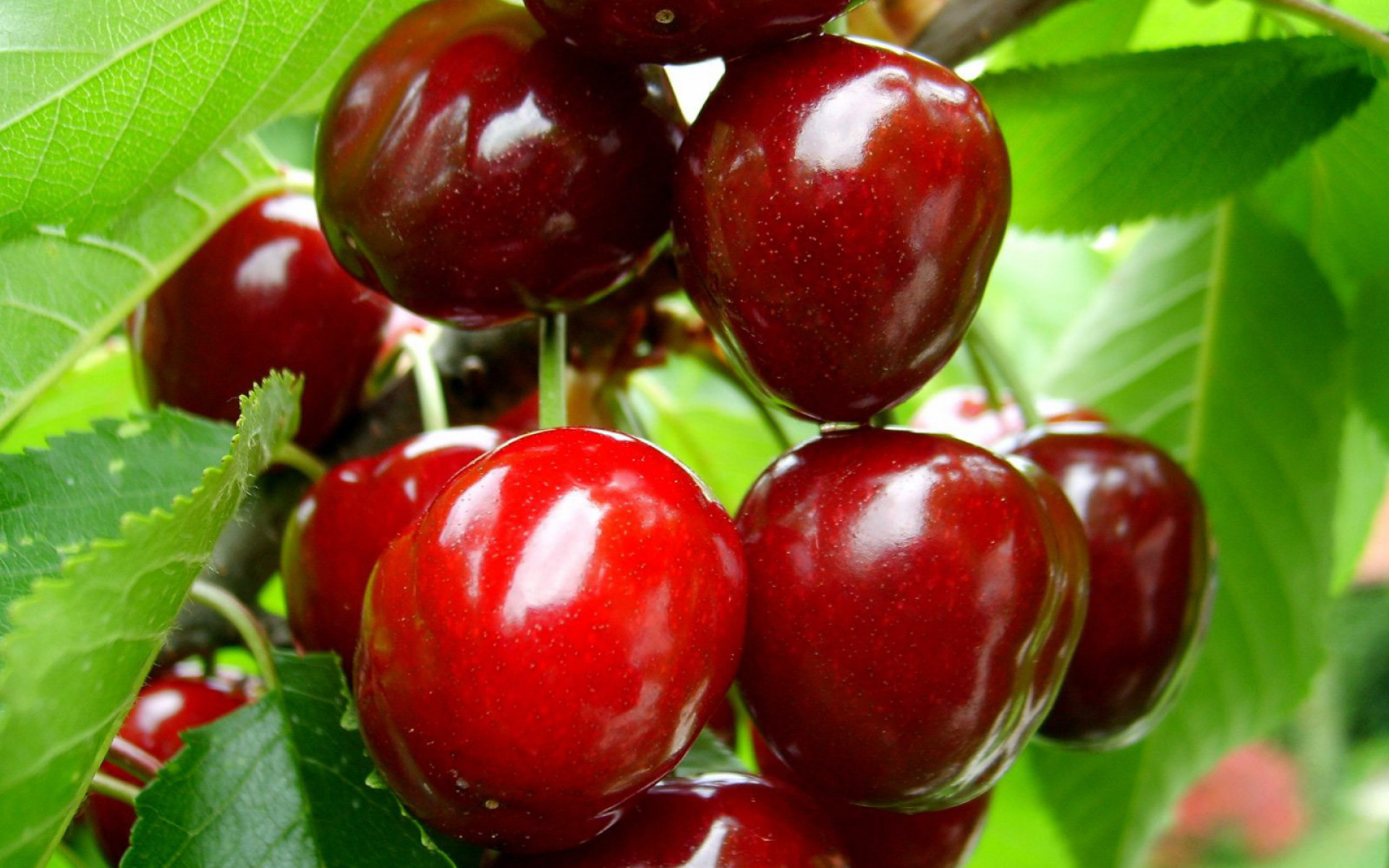 Cereza roja