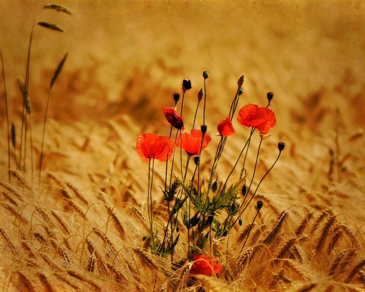 Amapolas