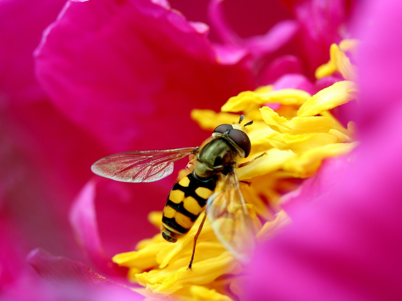 La flor y la aveja