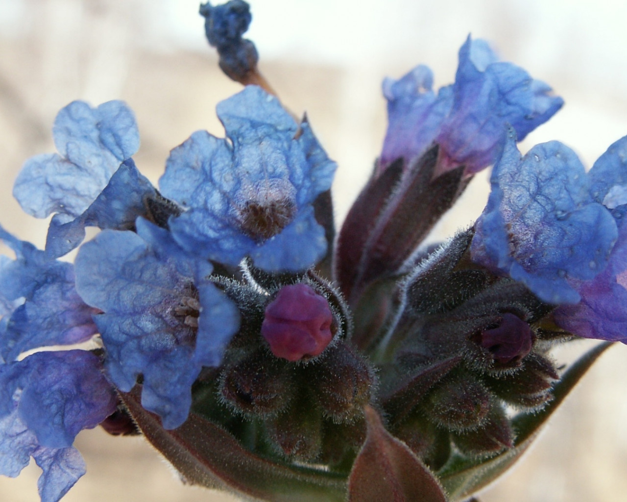 Flores azules