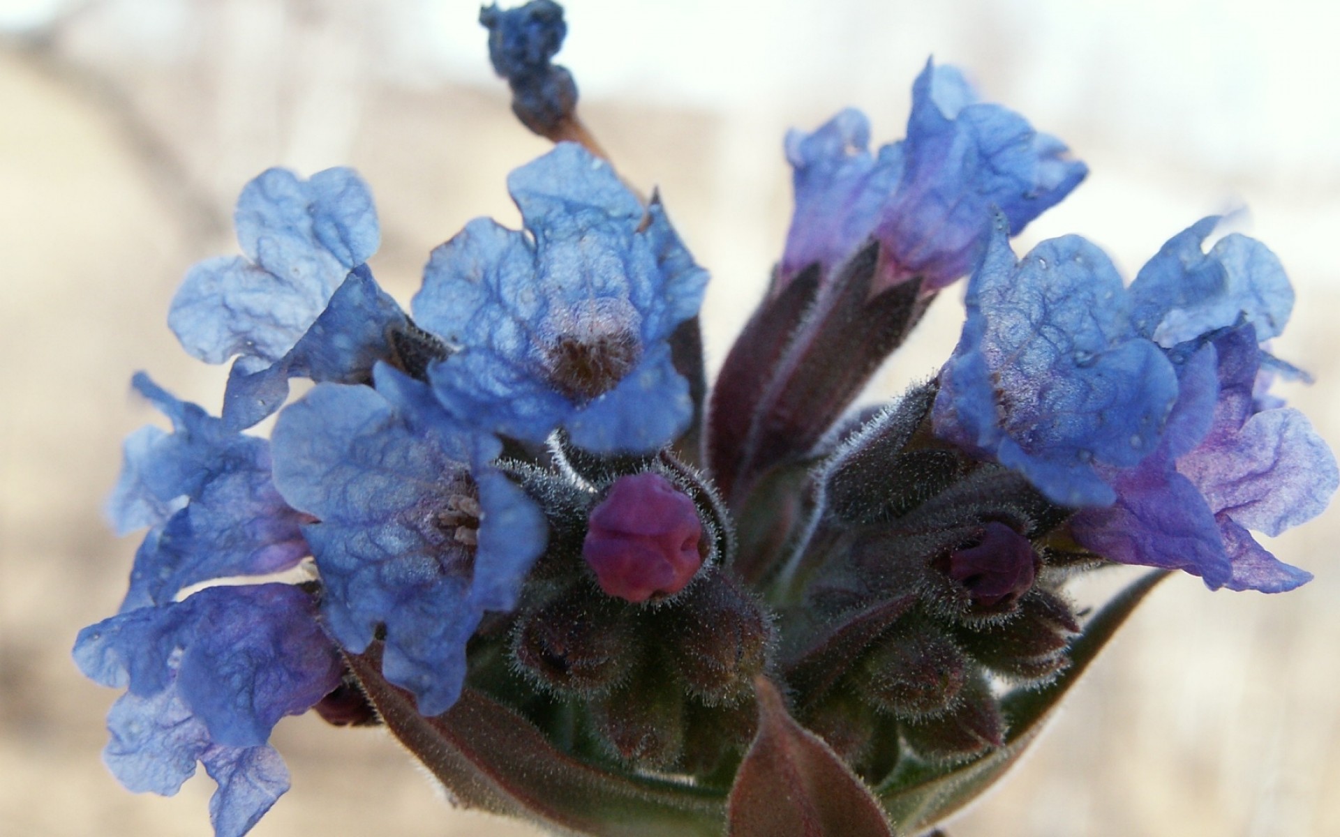 Flores azules