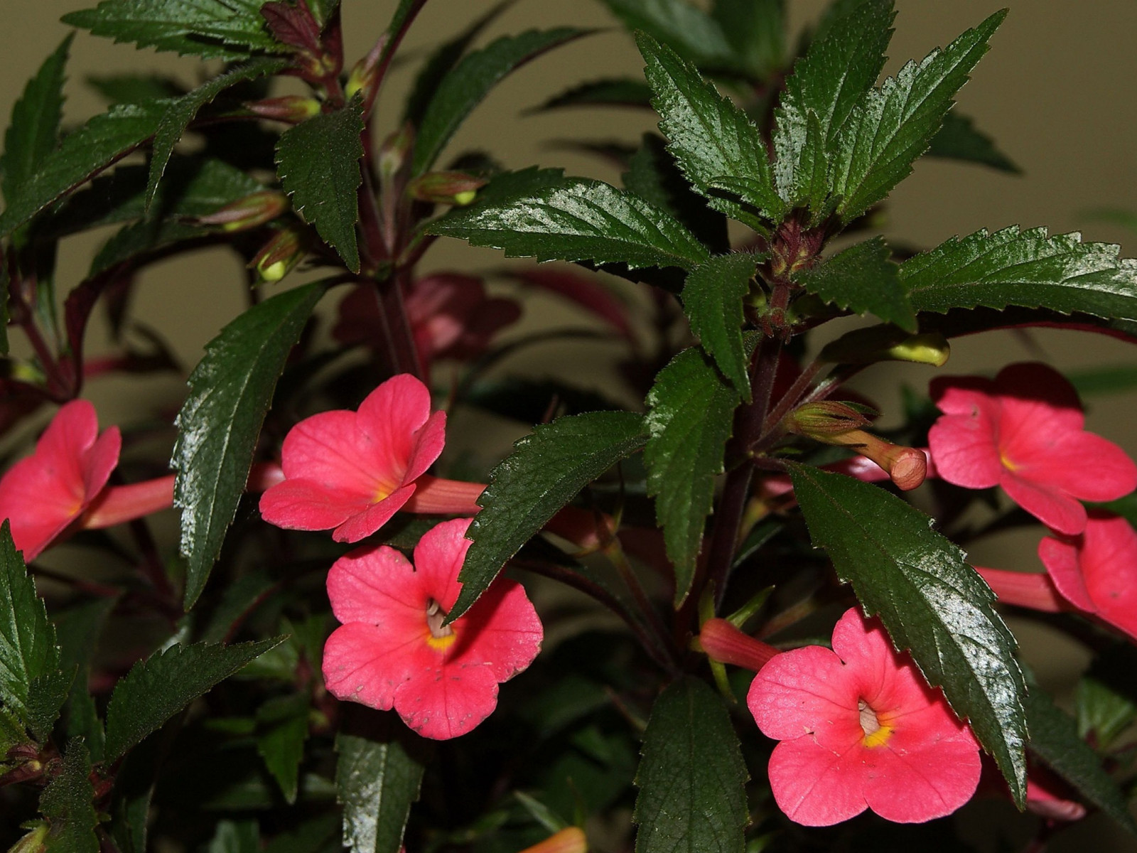 Campanillas rosadas