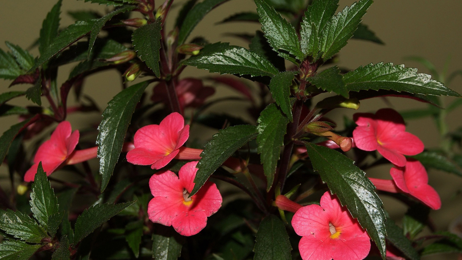 Campanillas rosadas