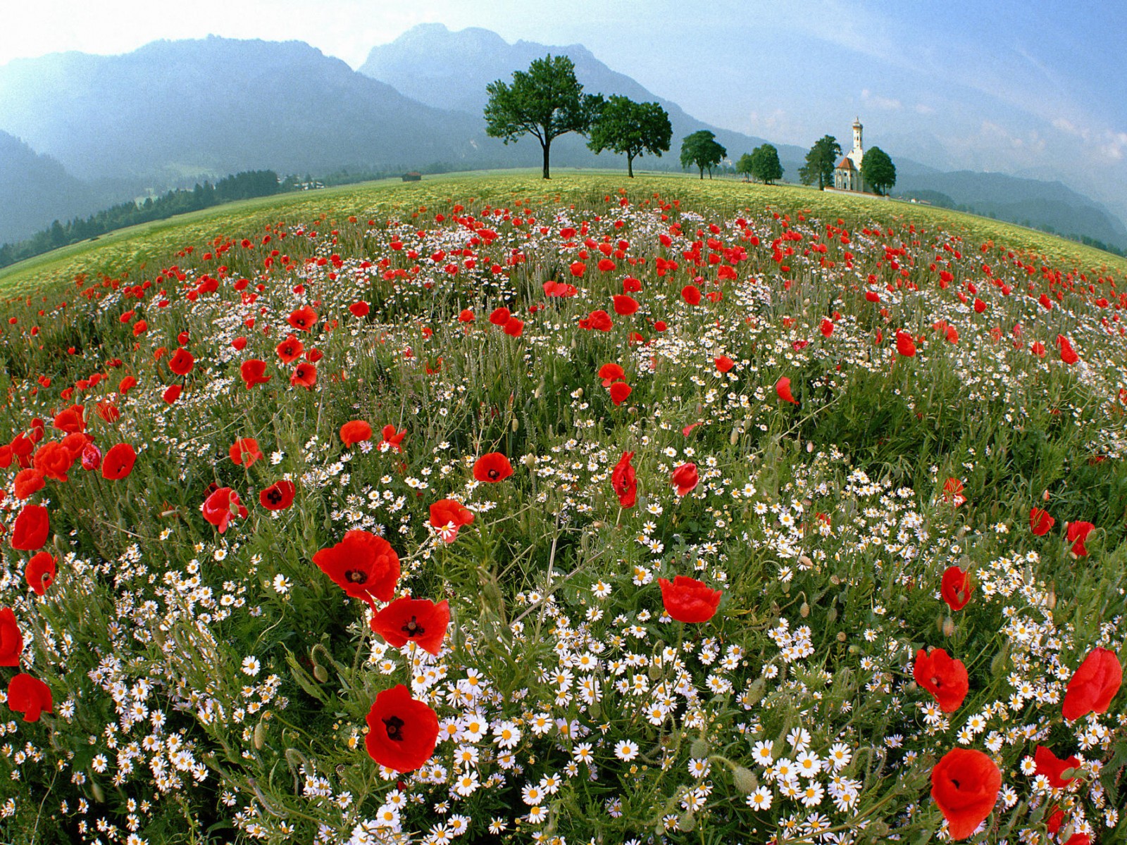 Campo de flores rojas