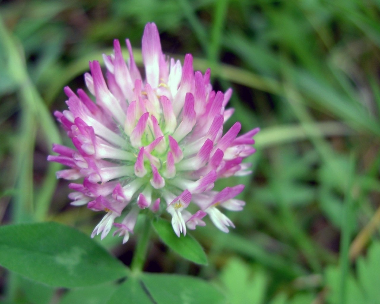 Flores de pétalos morados