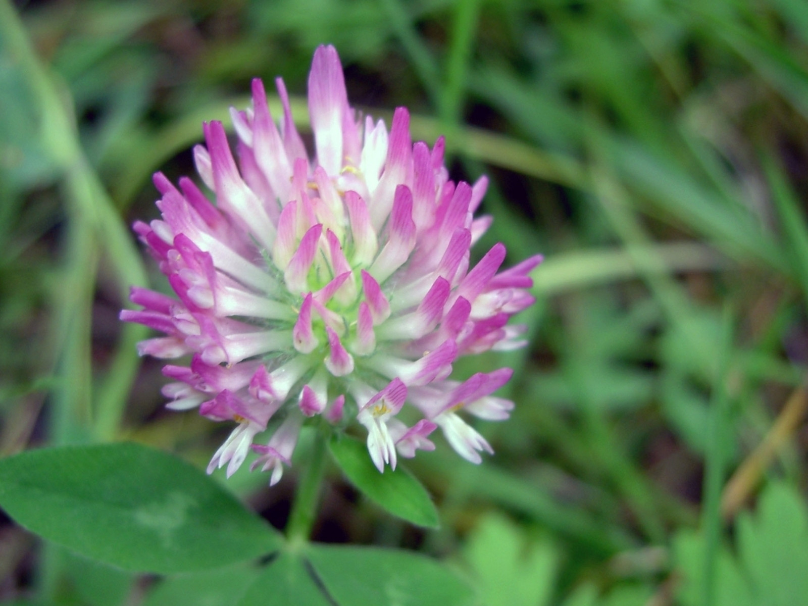 Flores de pétalos morados