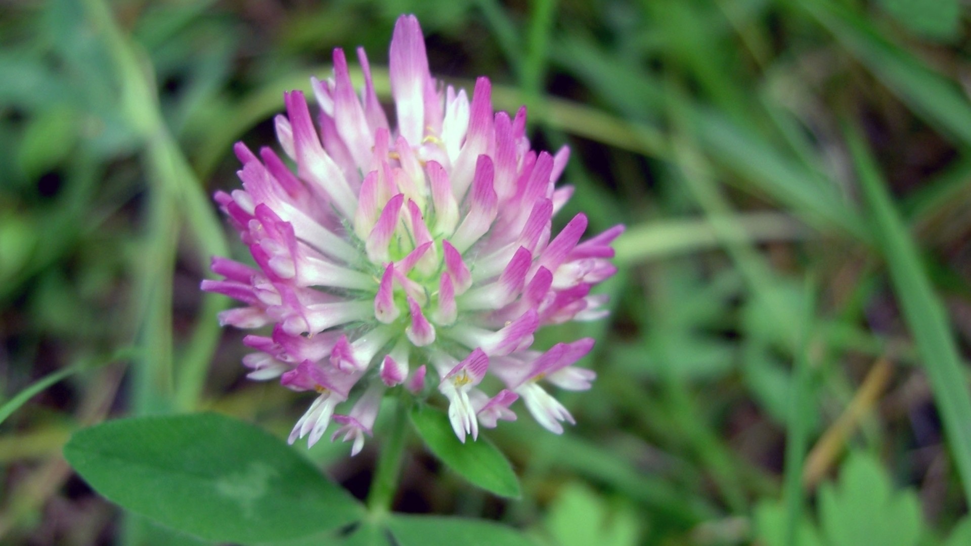 Flores de pétalos morados