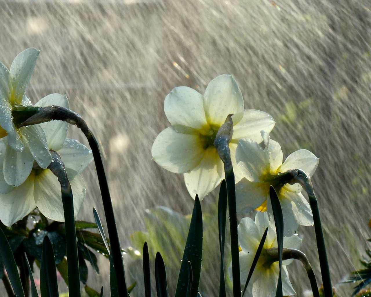 Narcisos en la lluvia