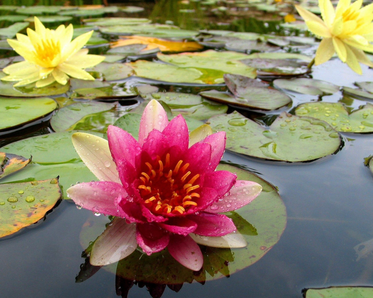 Flor en el río