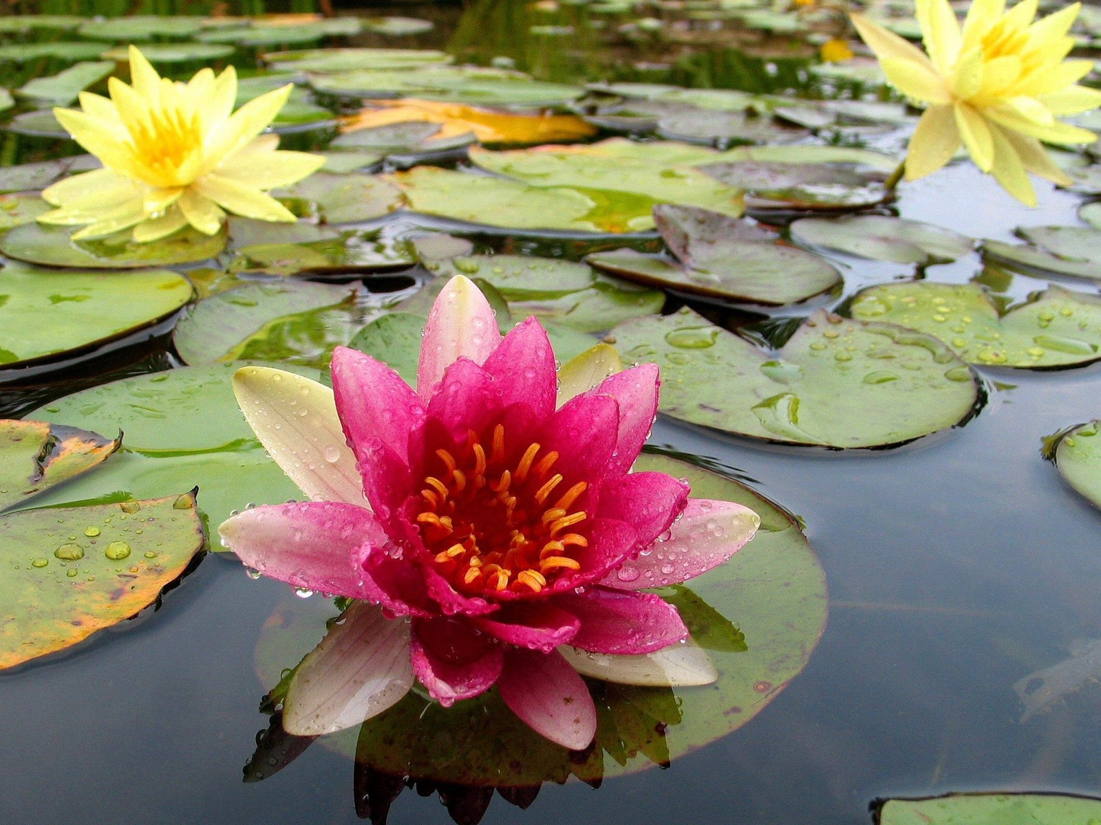 Flor en el río