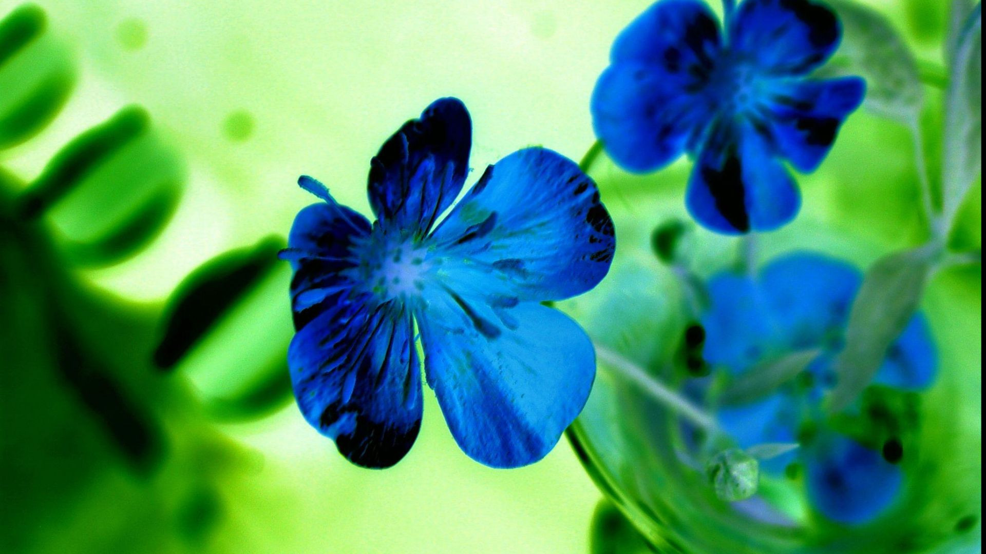 Flores de pétalos azules