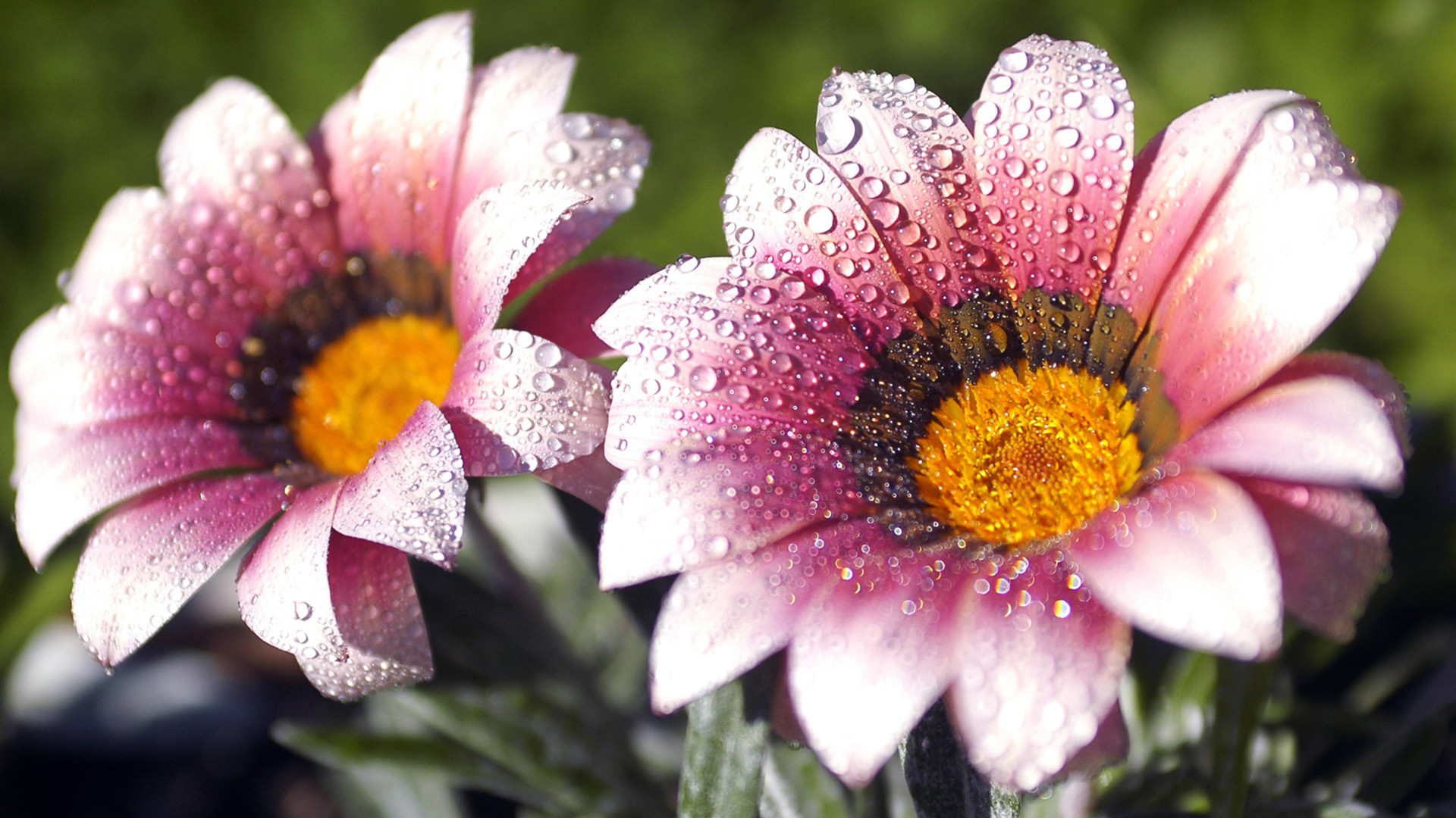 Gazania