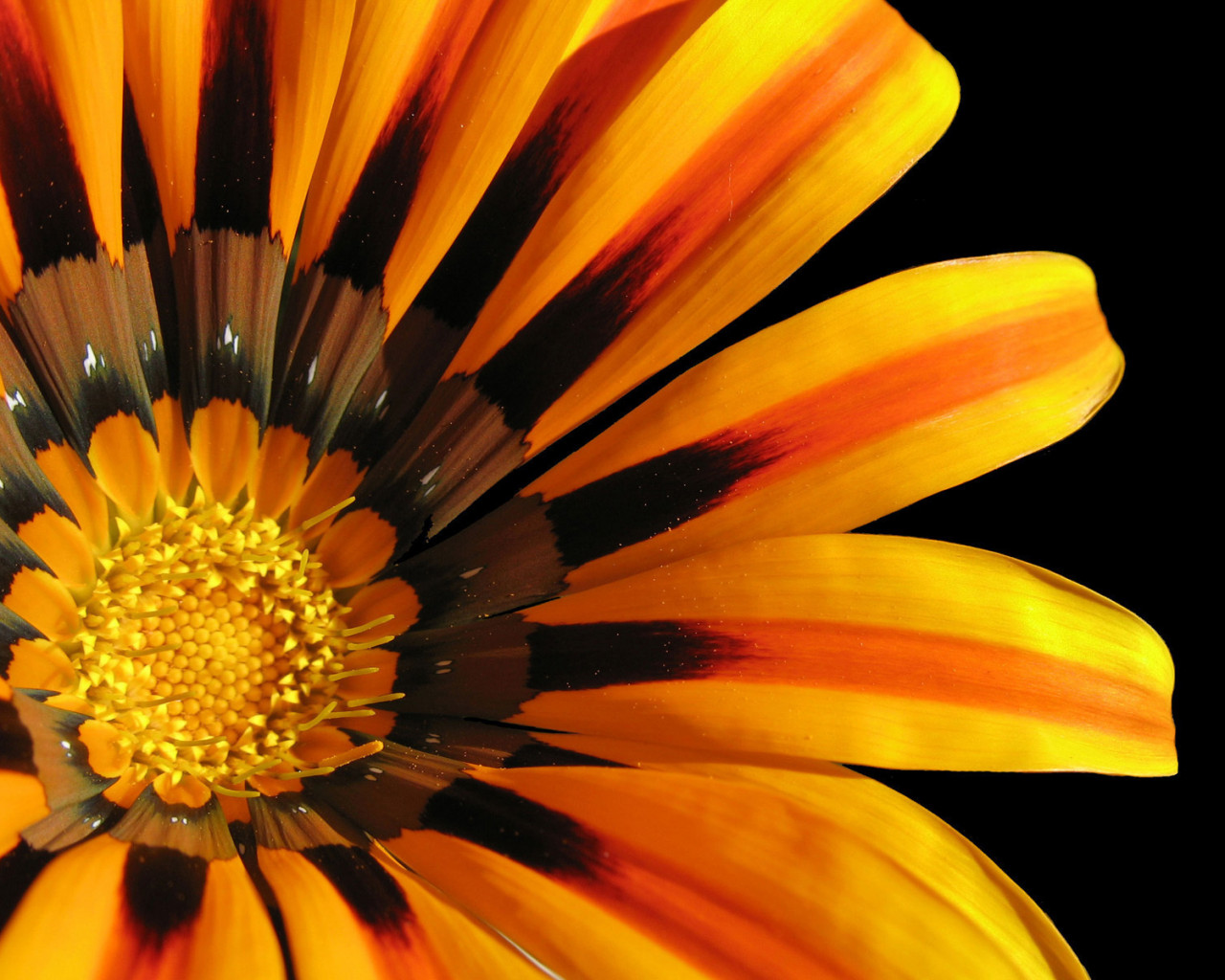 Gazania