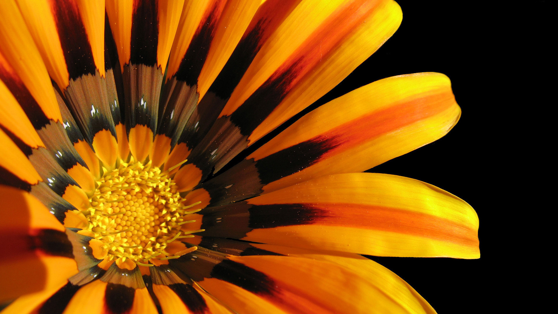 Gazania