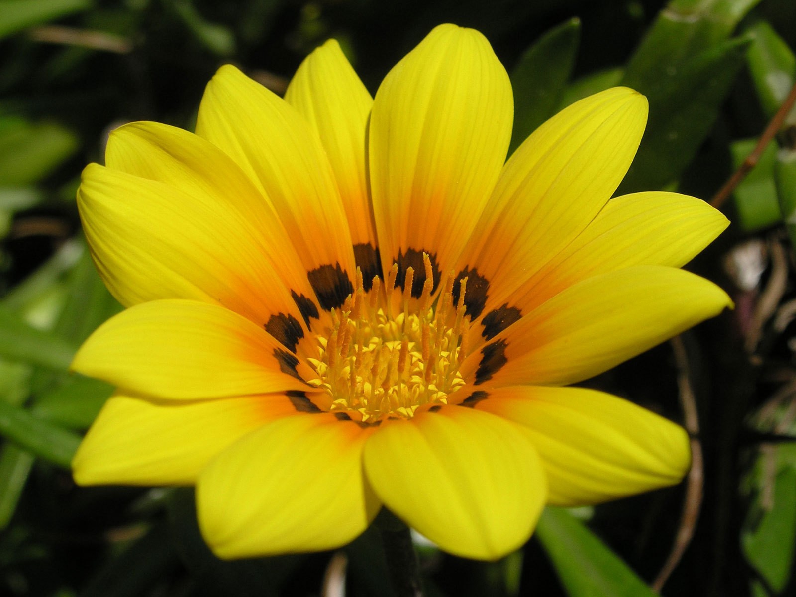 Gazania