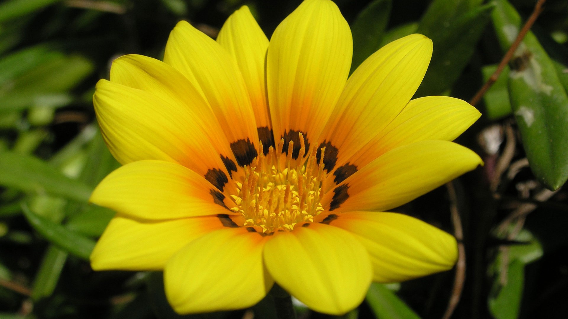 Gazania