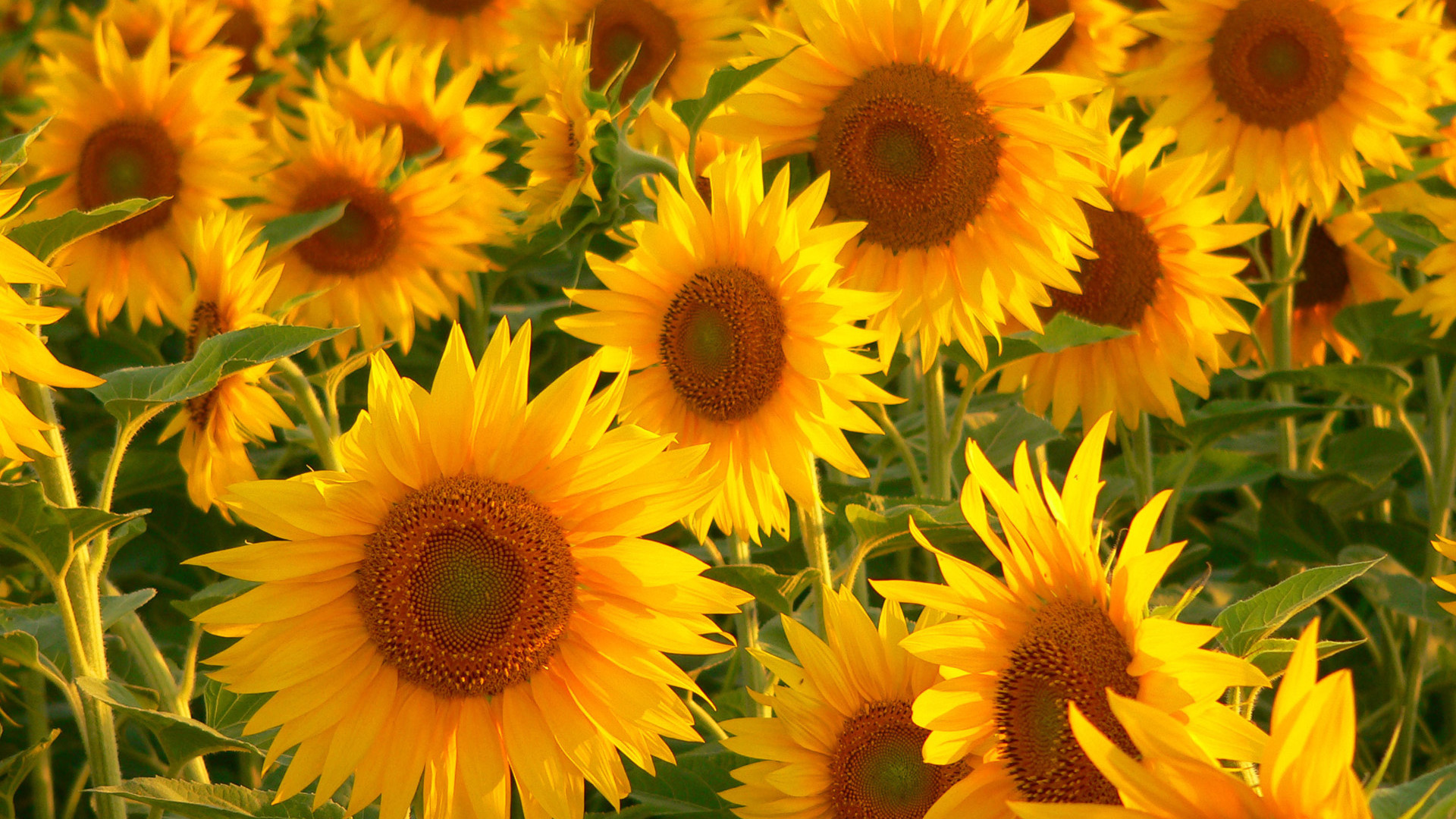 Girasoles