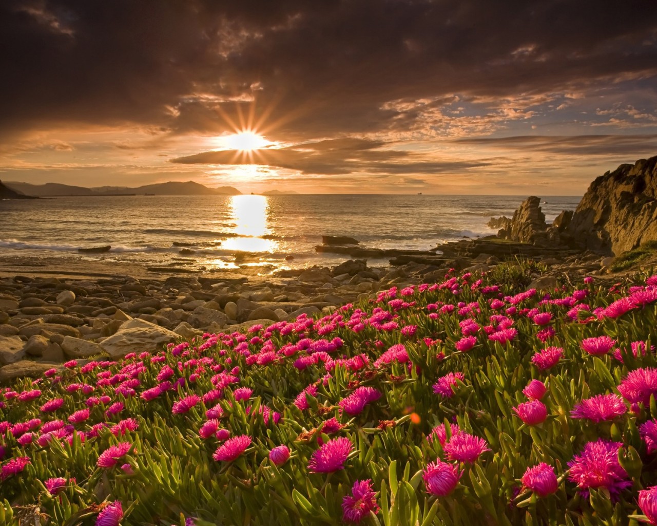 Rosas a la orilla del mar