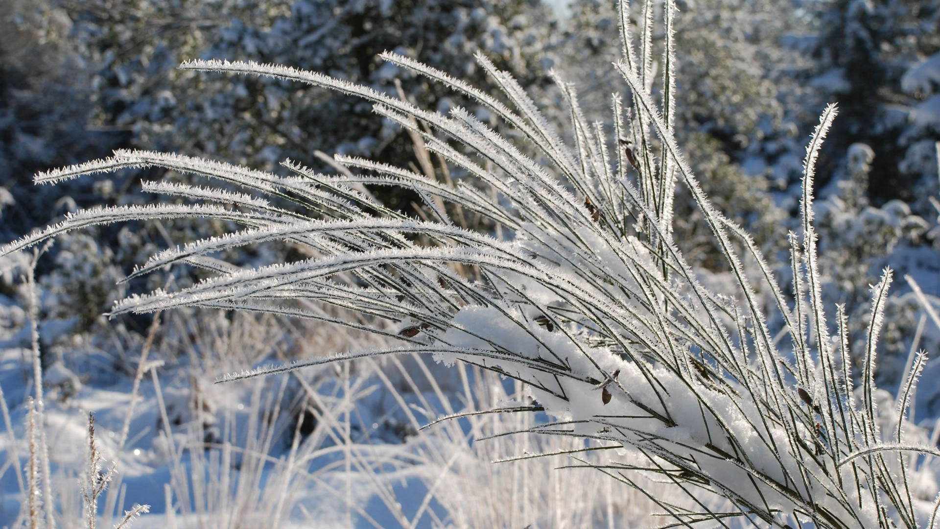 Hierba helada