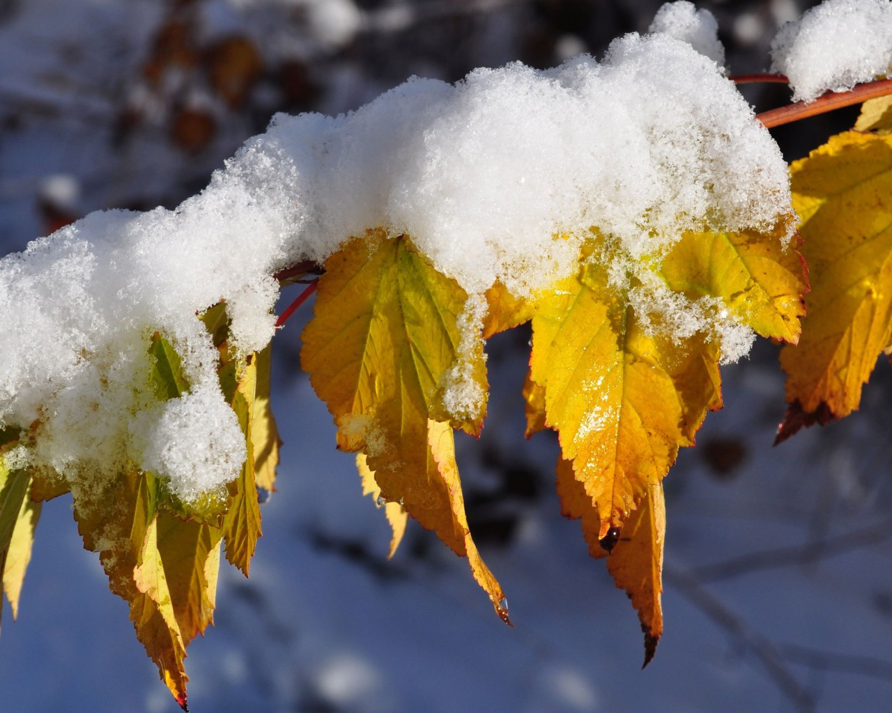 Hojas nevadas de otoño en una rama