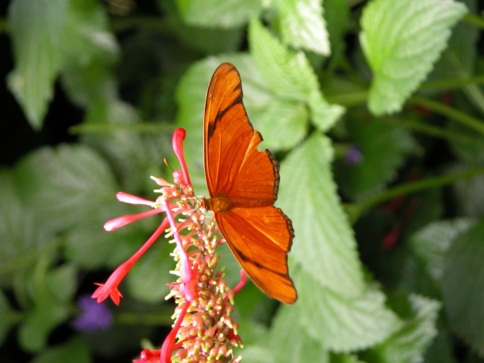 Mariposa