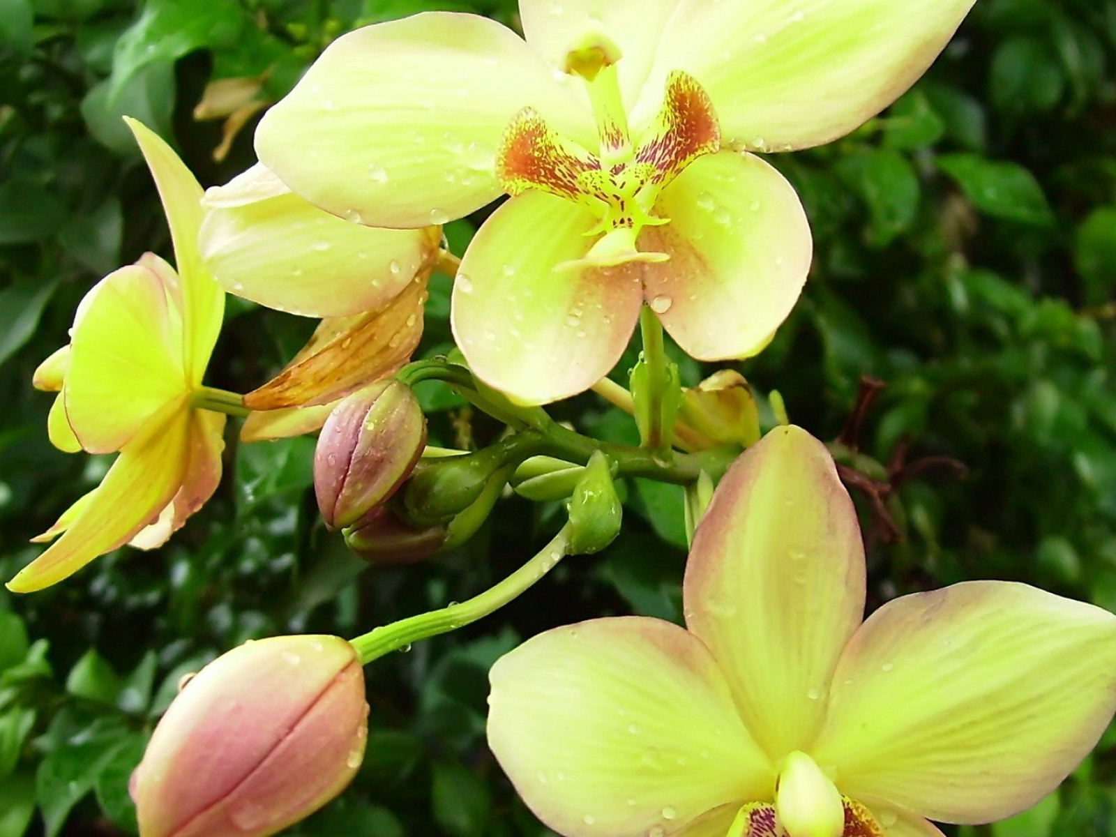 Orquideas amarillas