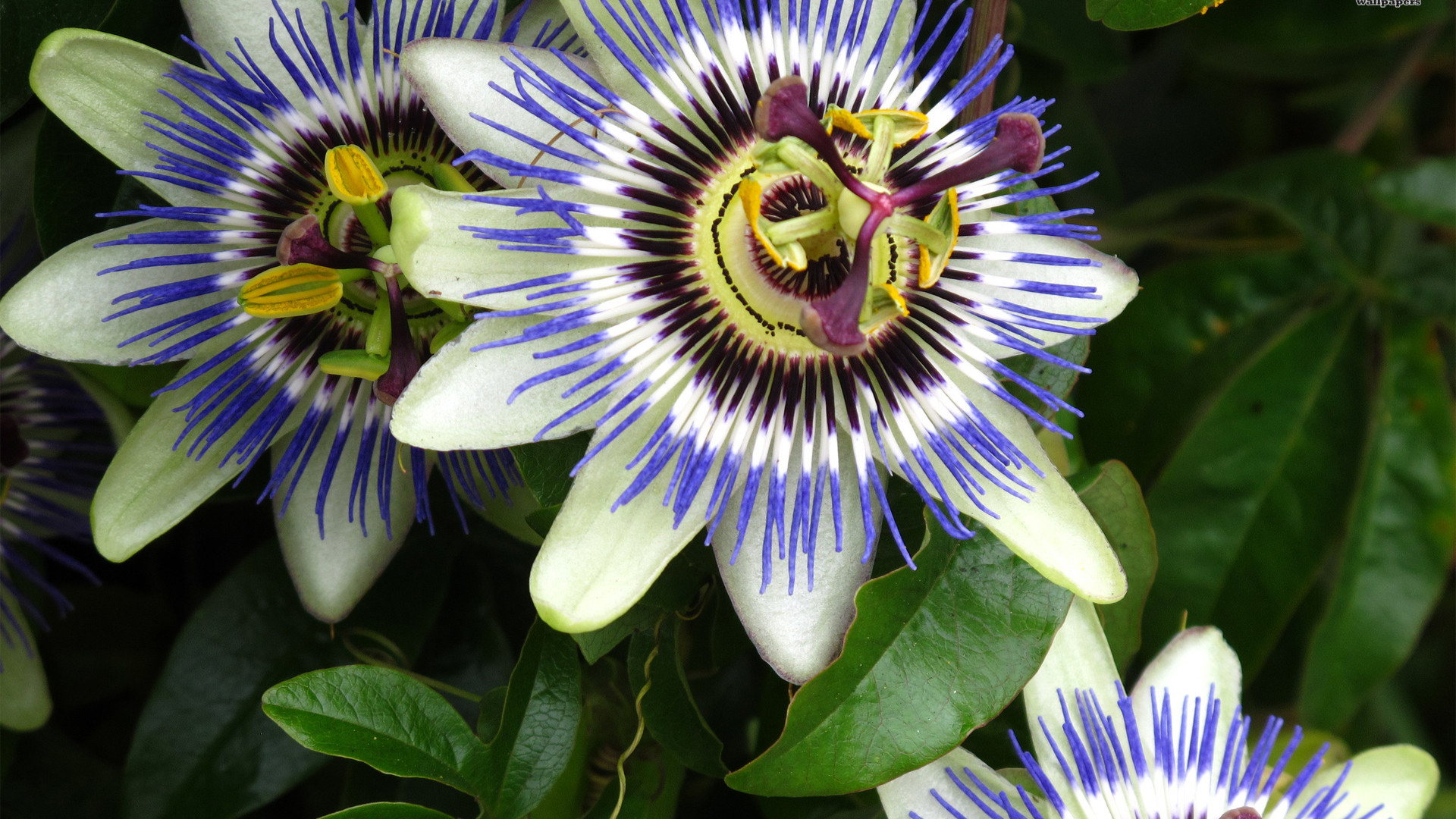 Passiflora