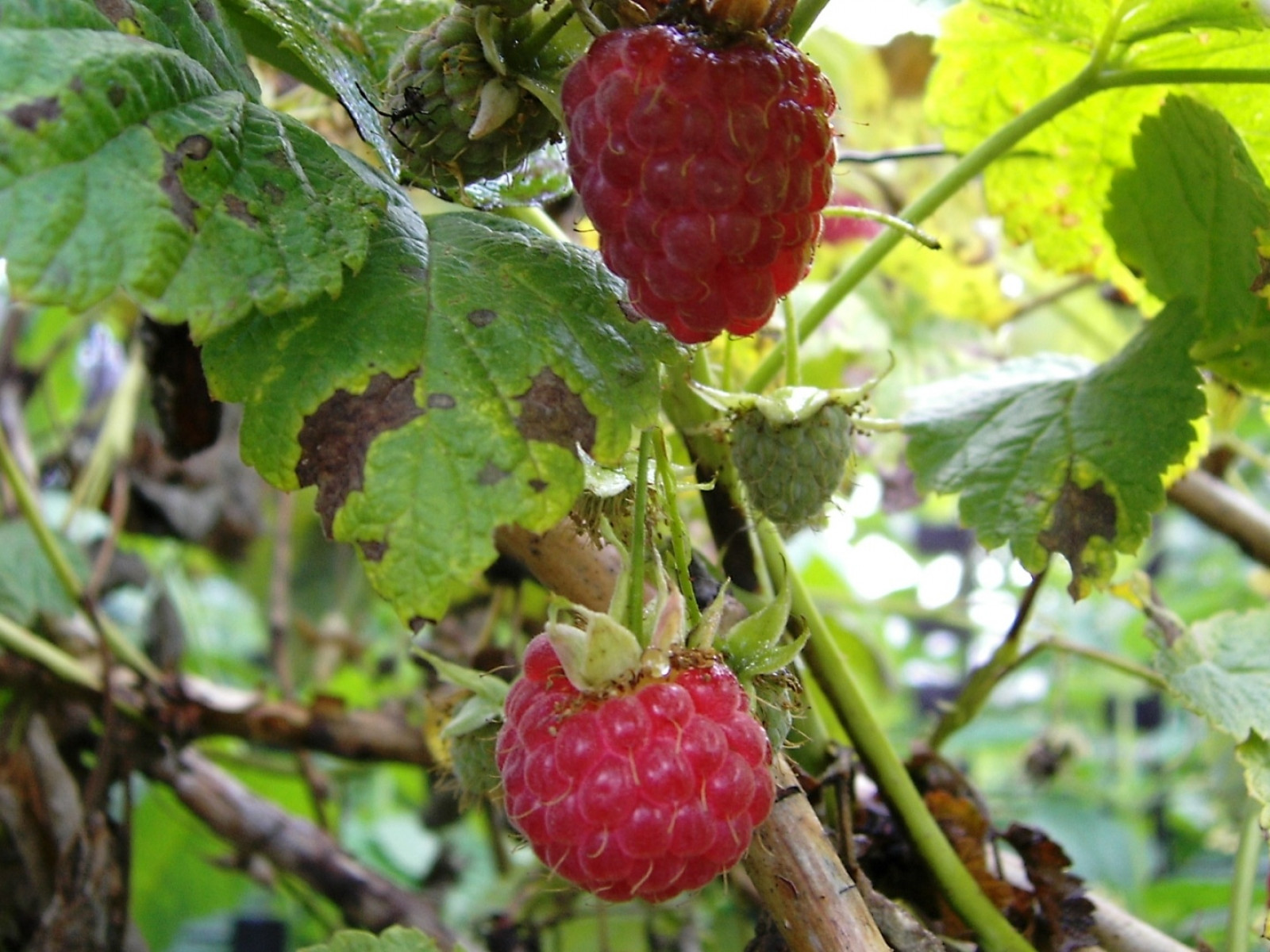 Frambuesas maduras