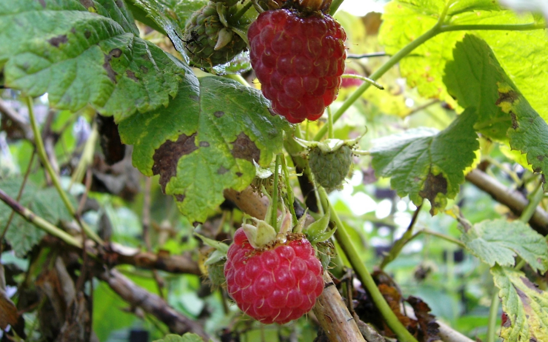 Frambuesas maduras