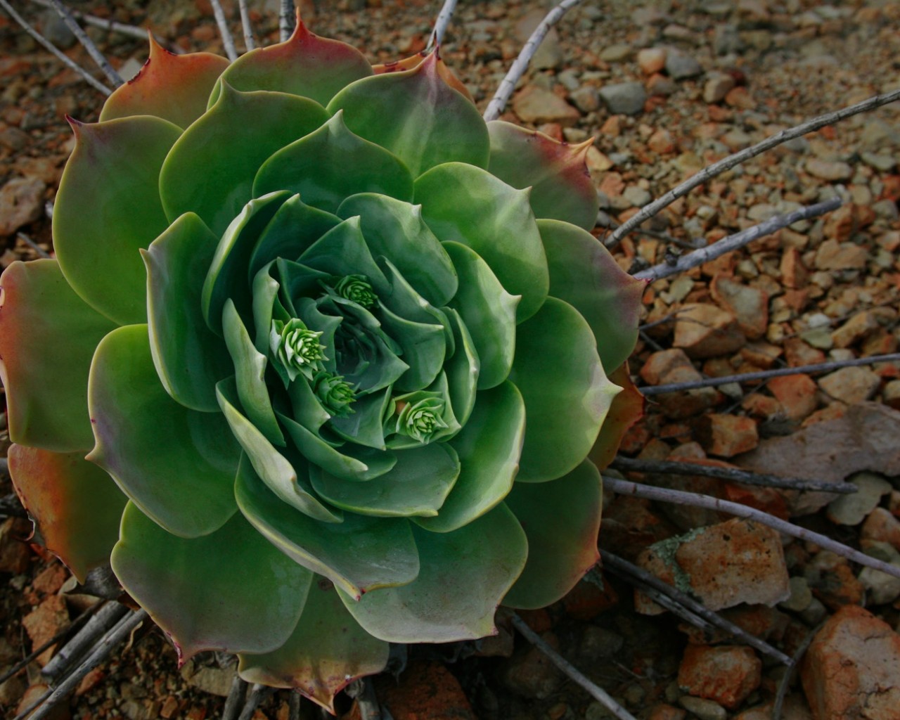 Flor del desierto