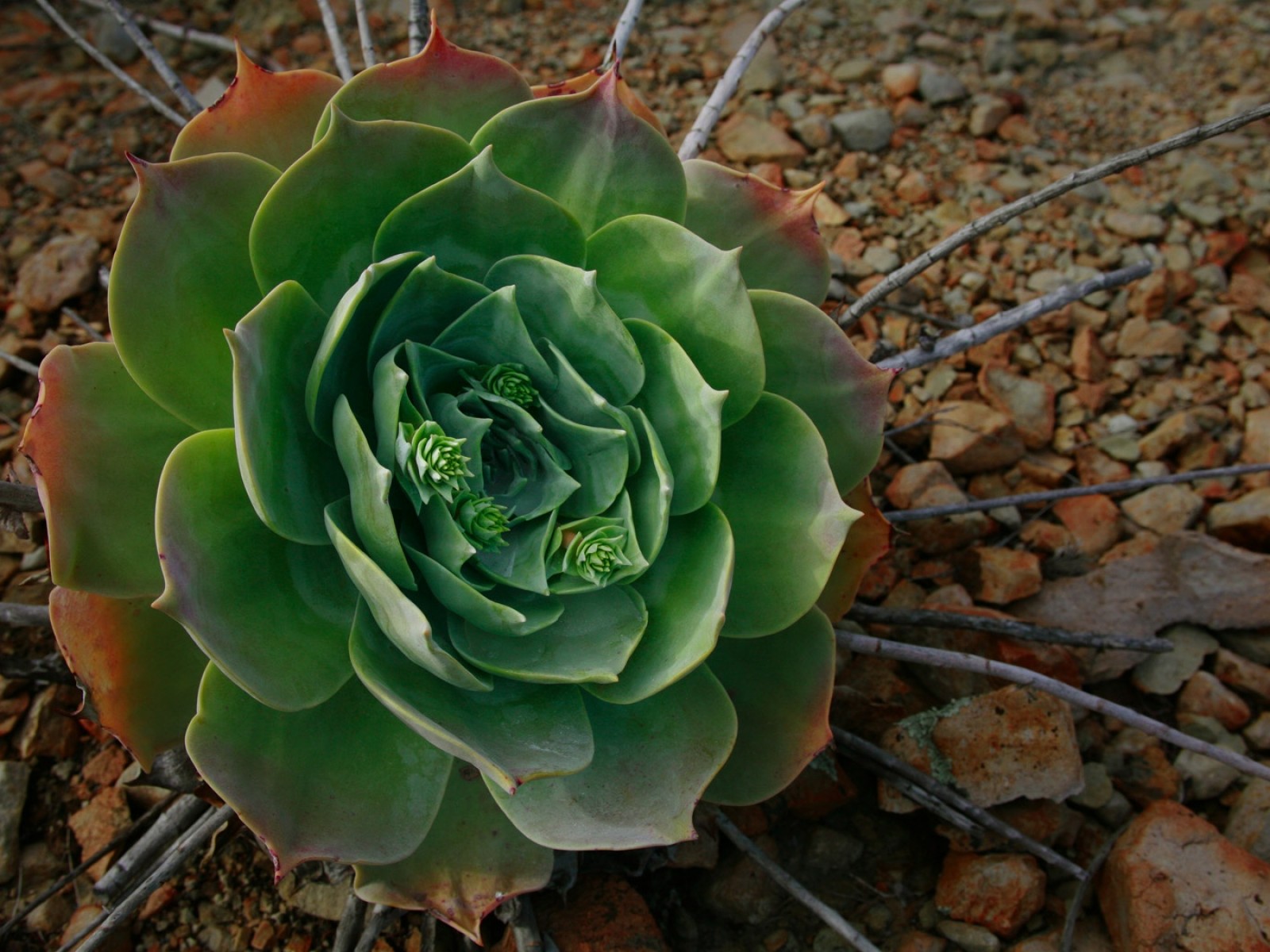 Flor del desierto