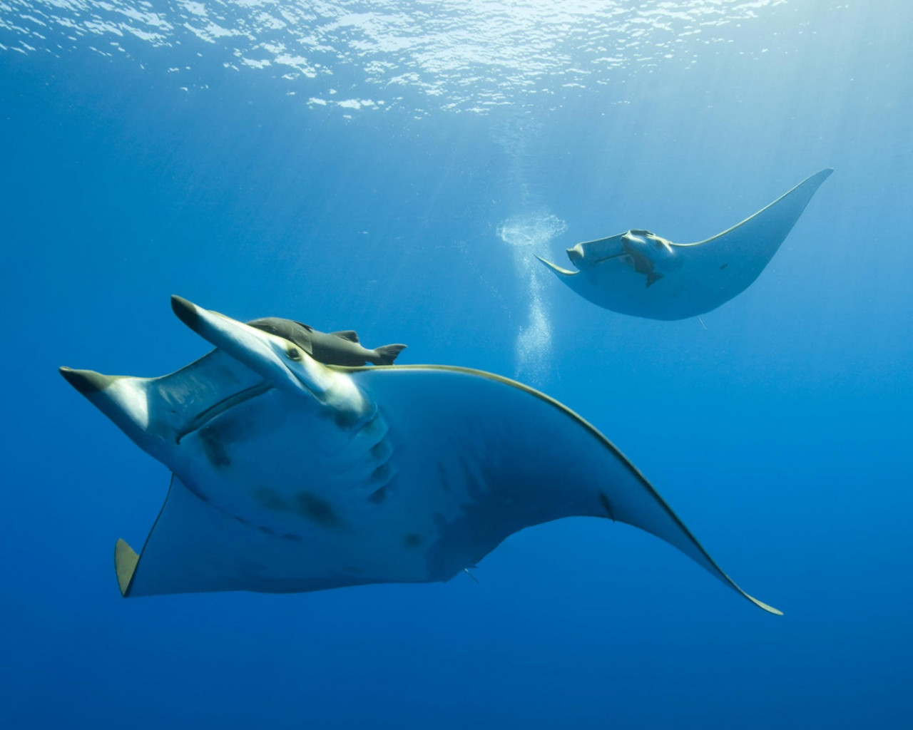 Vida en el oceano