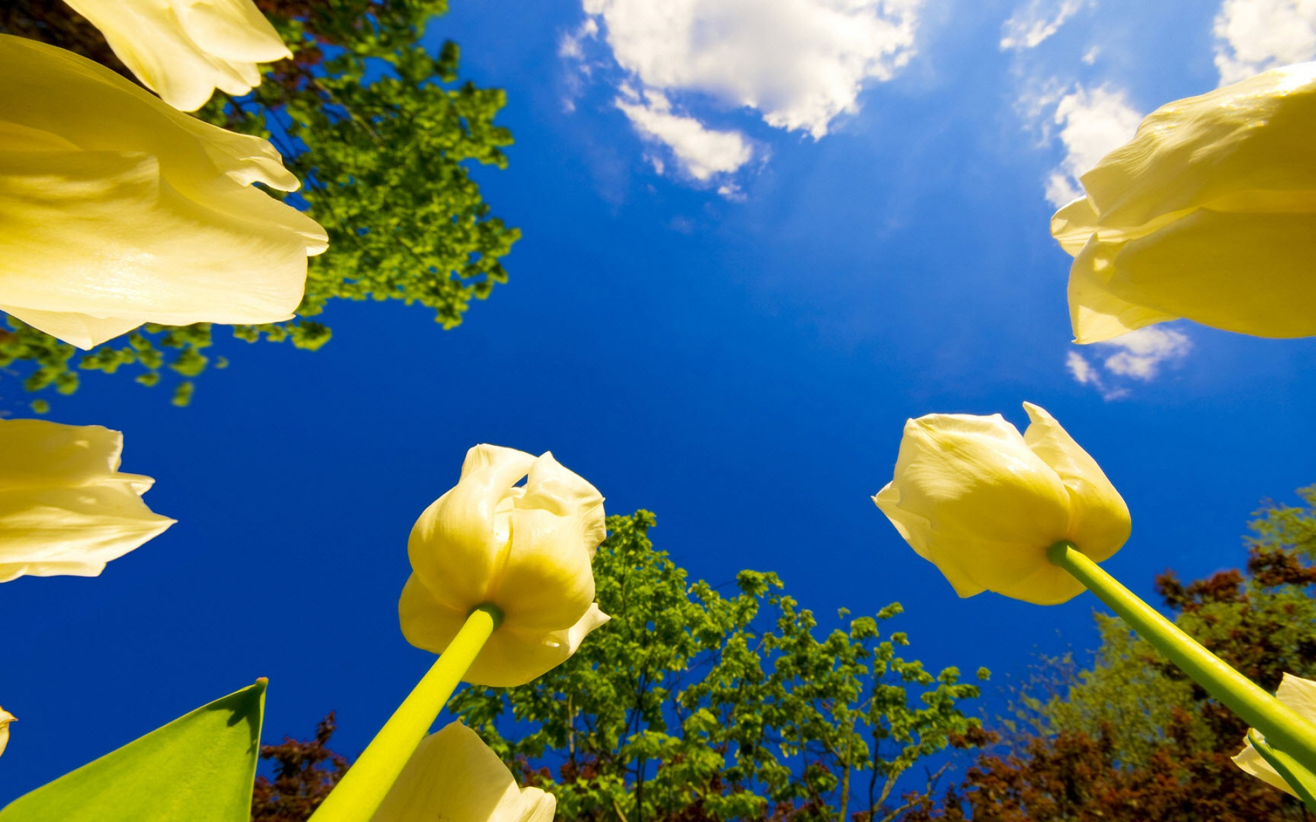 Brotes de flores al cielo