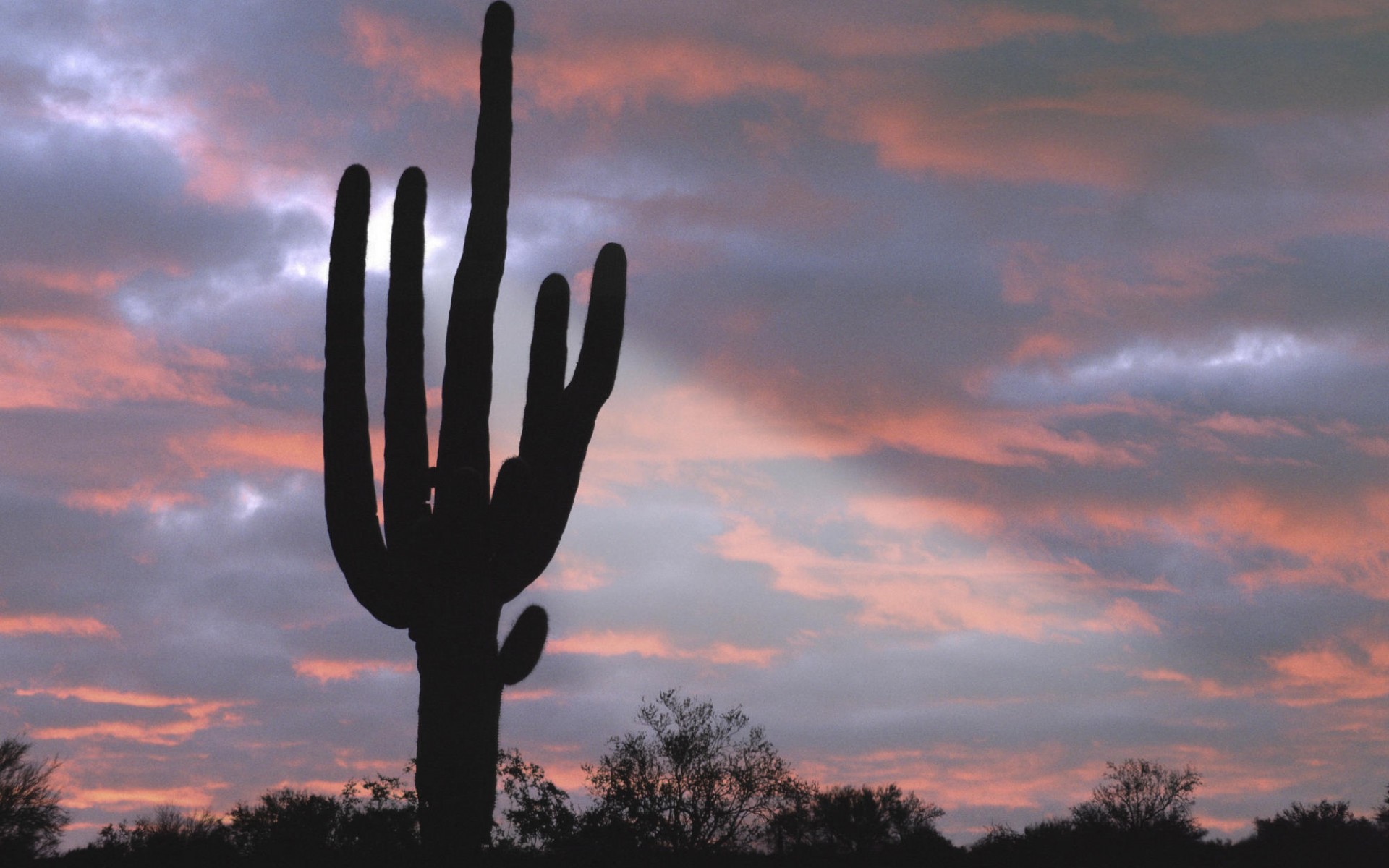 Captus de Arizona