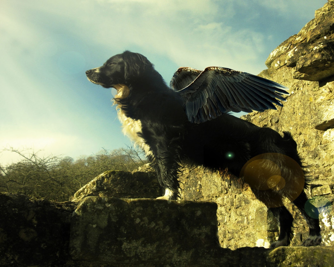 El perro con alas