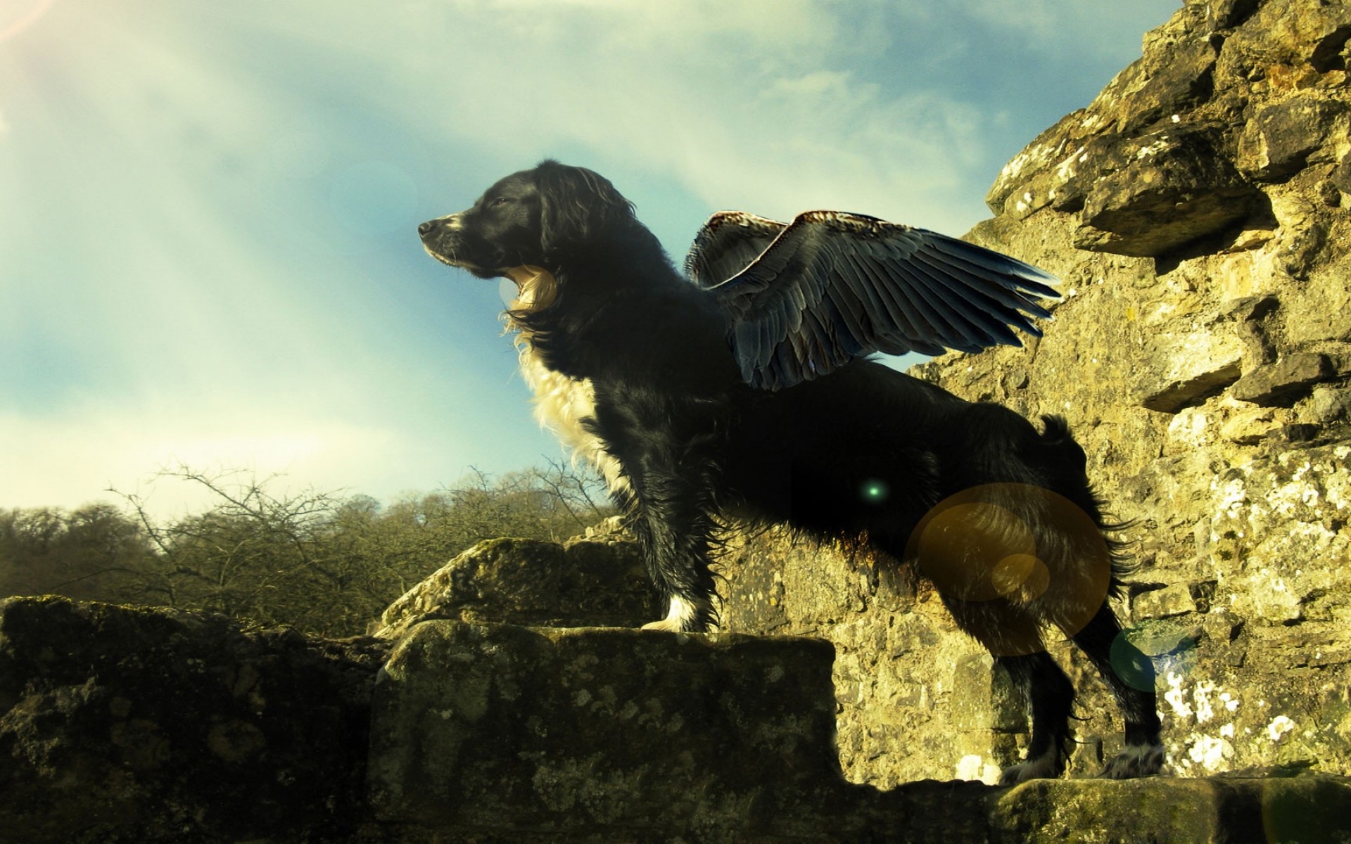 El perro con alas