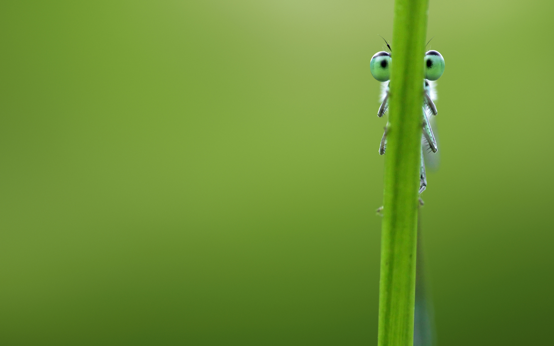 I m Hiding for your Wall