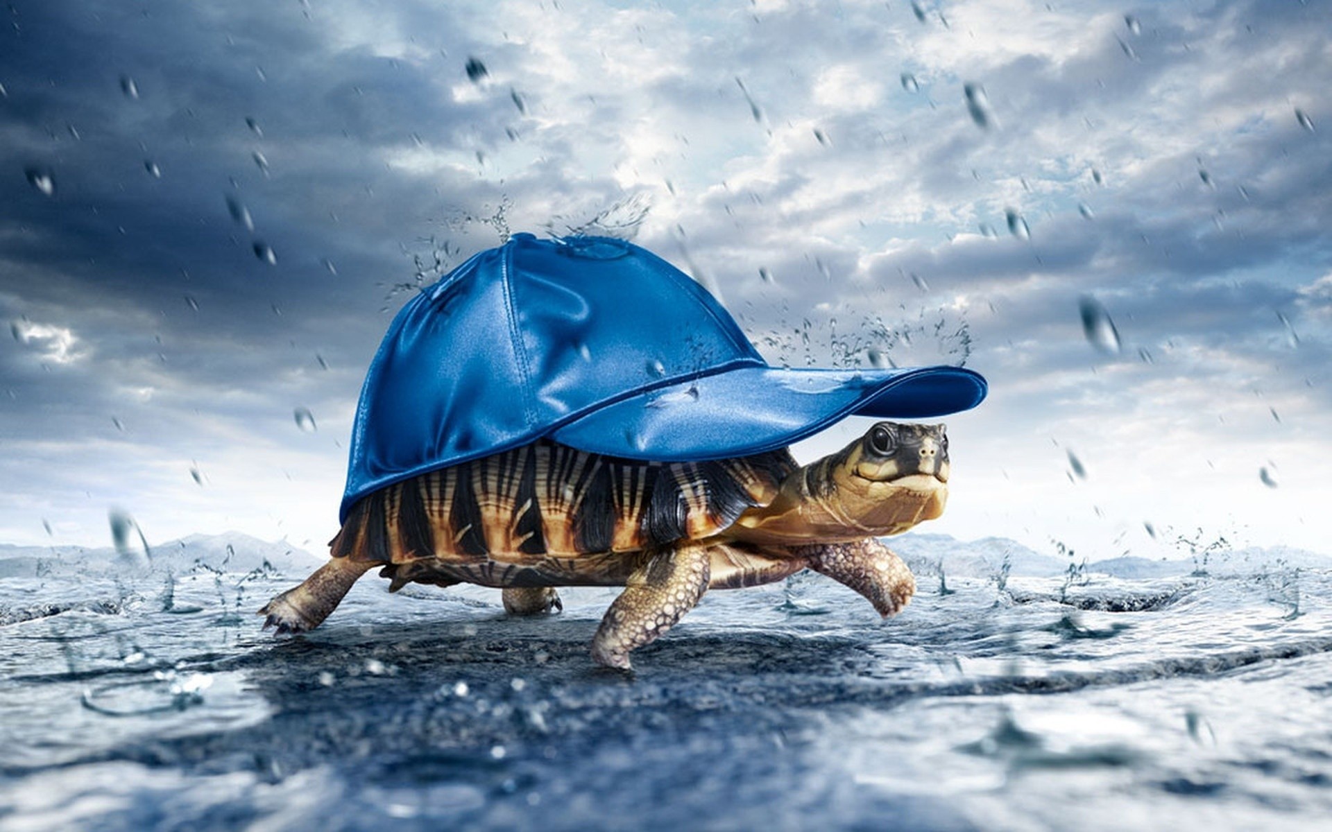 Tortuga bajo la lluvia