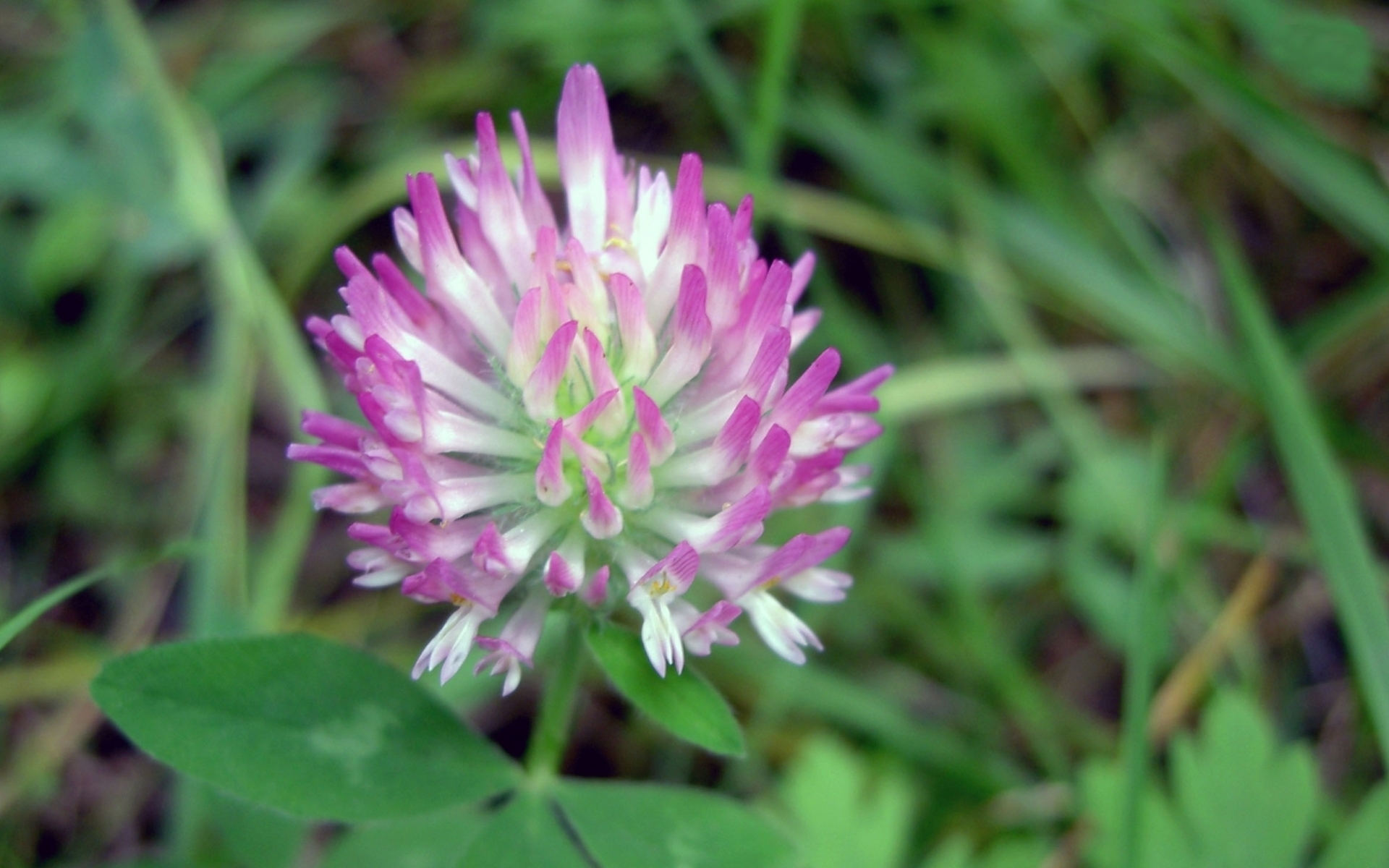 Flores de pétalos morados