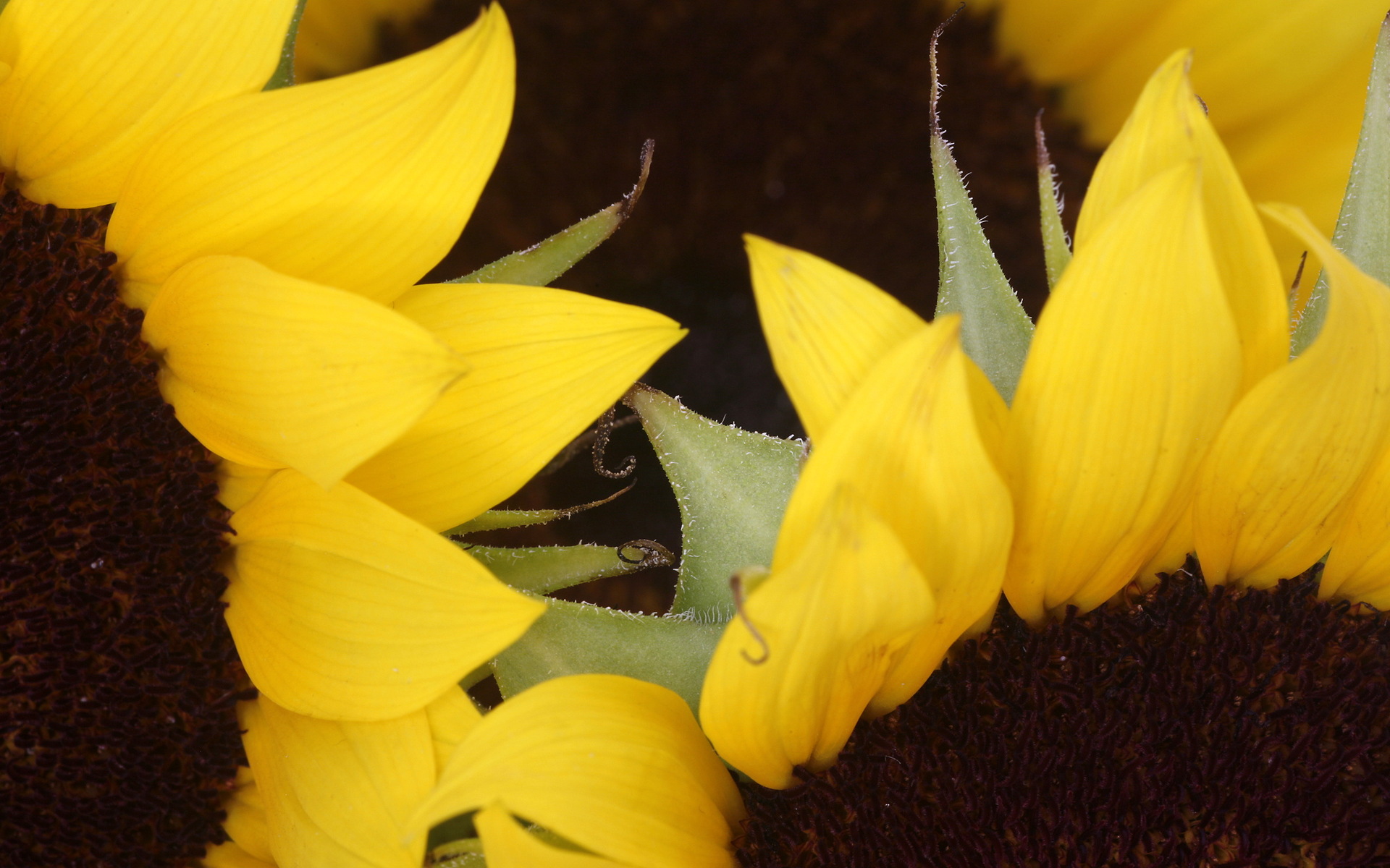 Girasoles