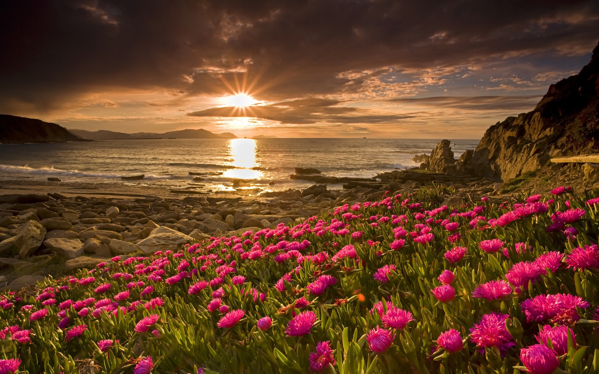 Rosas a la orilla del mar